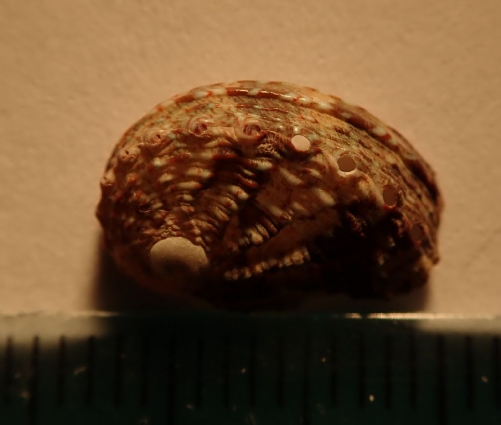 Haliotis tubercolata juv